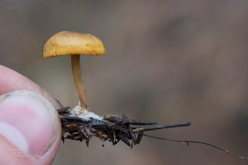 fungi_02_3.jpg