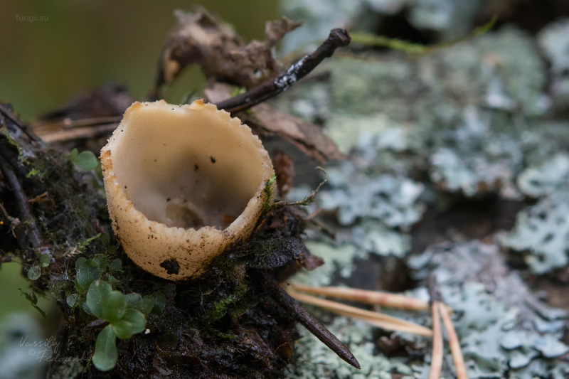 fungi_02_4.jpg