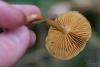 fungi_02_t1_1.jpg
