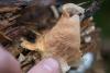fungi_02_t1_2.jpg