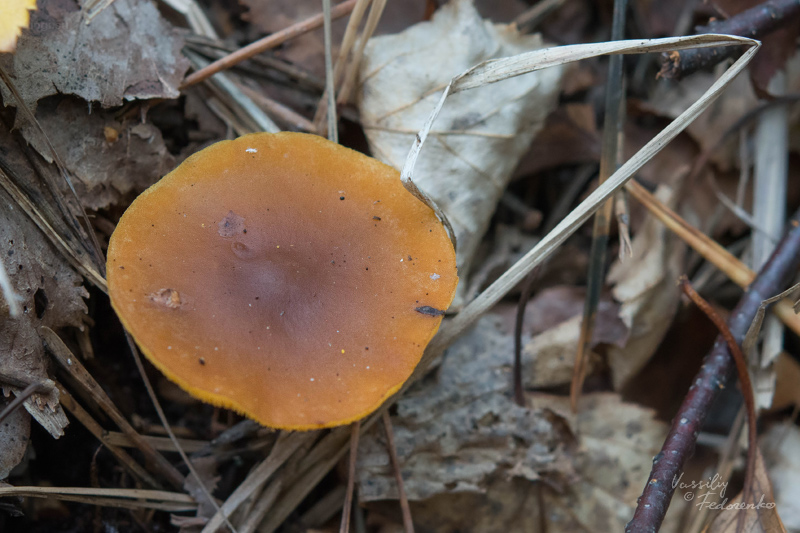 fungi_03.jpg