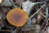 fungi_03_t1.jpg