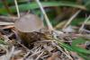 fungi_03_t1_1.jpg