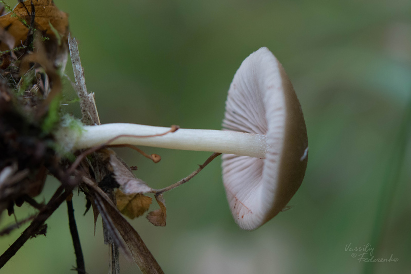 fungi_04_1.jpg