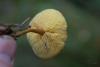 fungi_04_t1.jpg