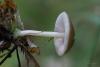 fungi_04_t1_1.jpg