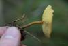 fungi_05_t1.jpg