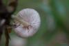 fungi_05_t1_1.jpg