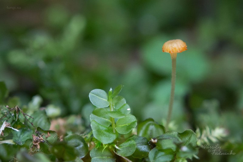 fungi_06.jpg