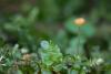 fungi_06_t1.jpg