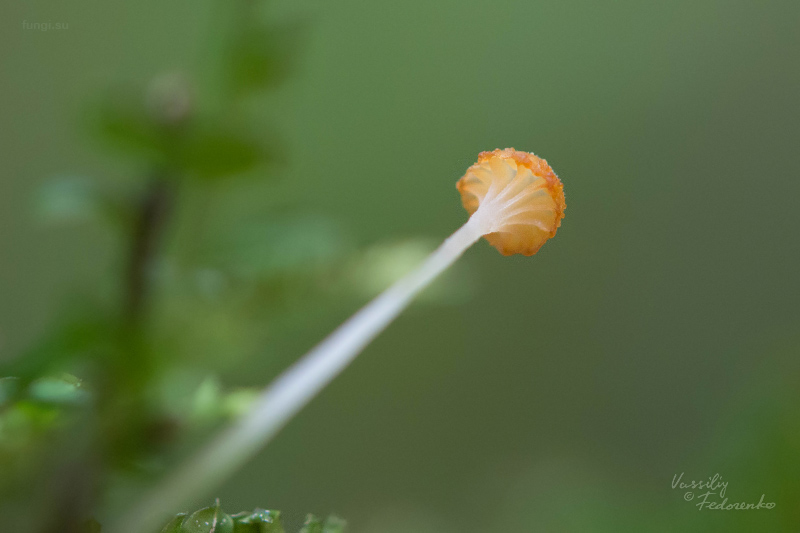 fungi_07.jpg