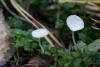 fungi_08_t1.jpg