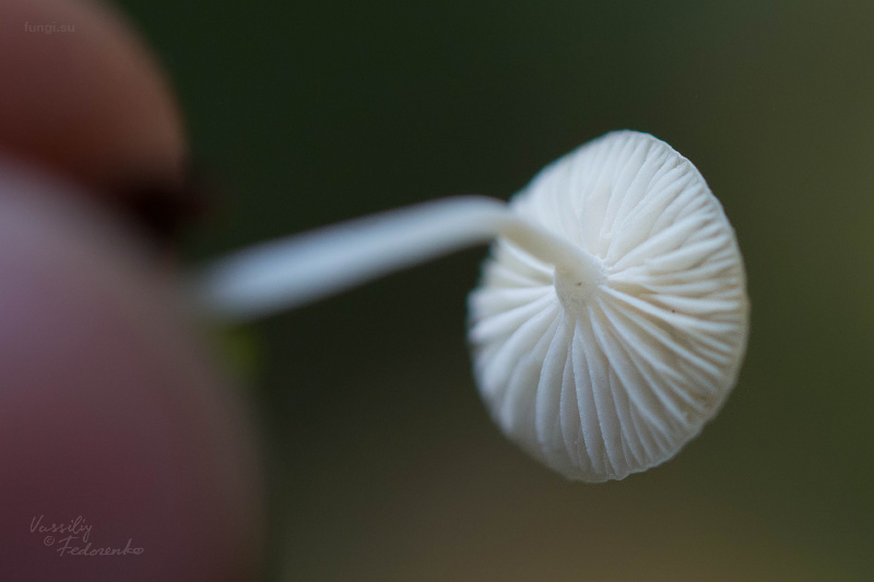 fungi_09.jpg