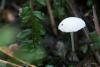 fungi_10_t1.jpg