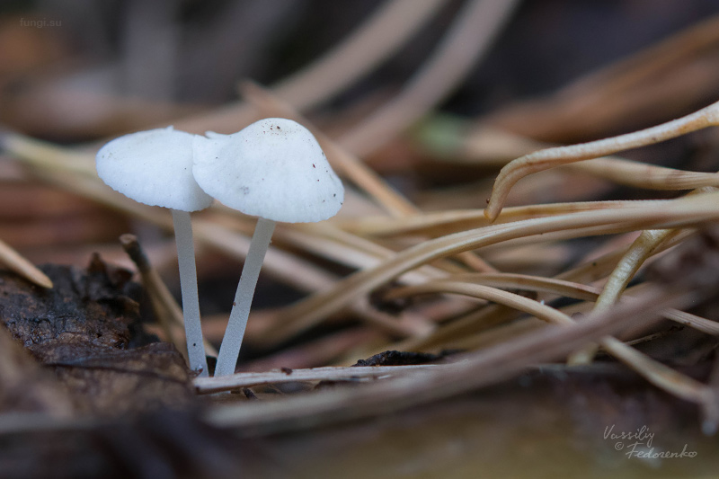 fungi_11.jpg