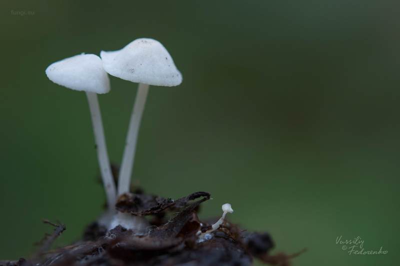 fungi_12.jpg