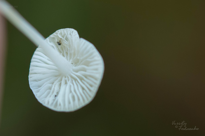 fungus_03.jpg