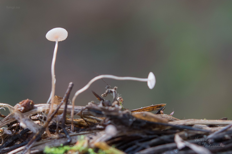 fungus_04.jpg