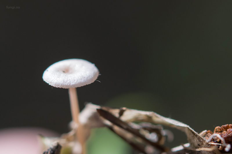 fungus_05.jpg