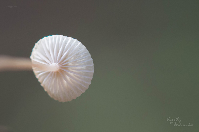 fungus_06.jpg
