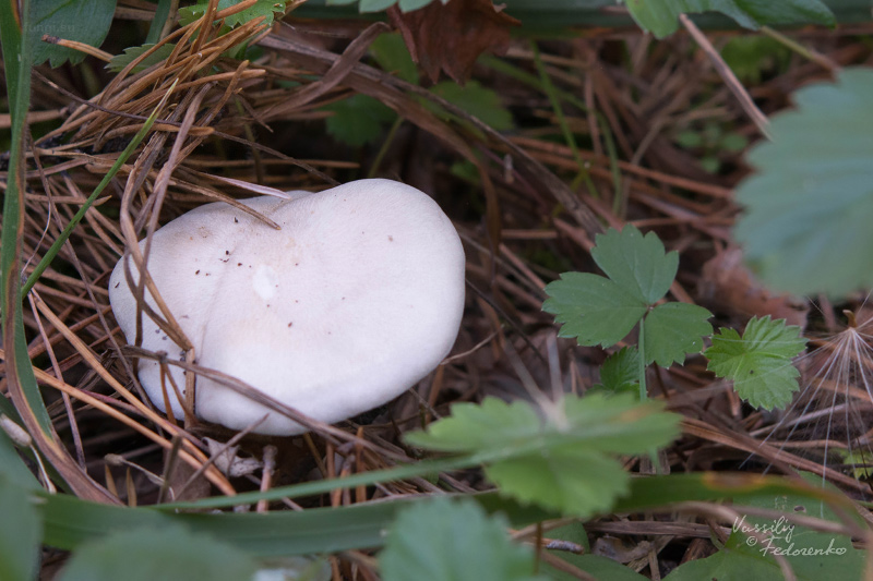 fungus_07.jpg