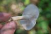fungus_08_t1.jpg