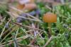 galerina_01_t1_1.jpg