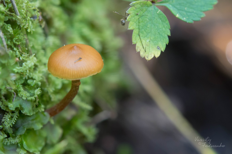 galerina_02.jpg
