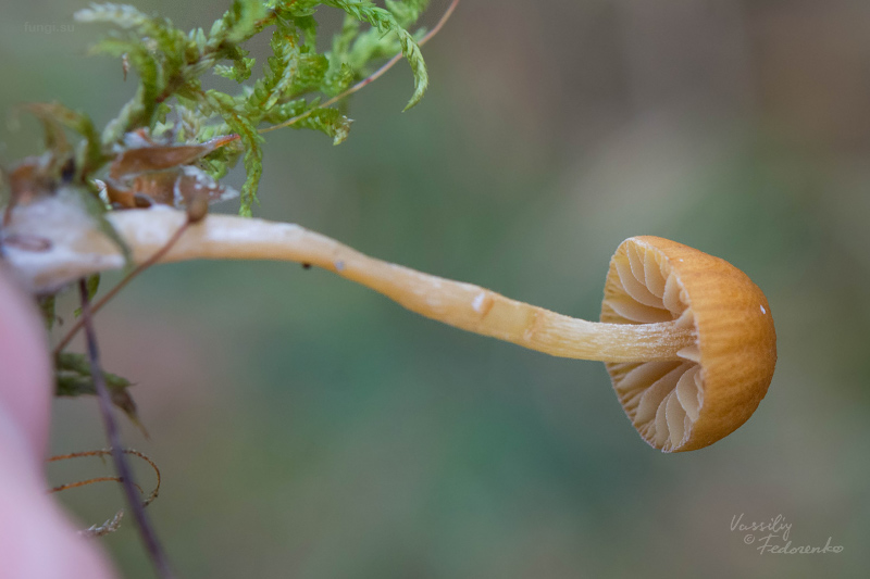 galerina_02_1.jpg