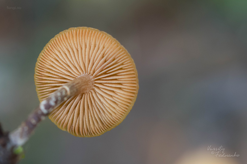 galerina_03.jpg