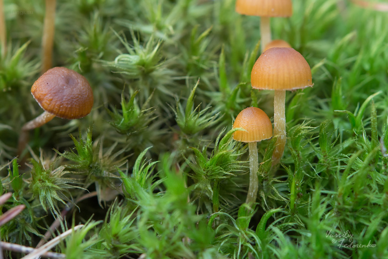 galerina_03_1.jpg