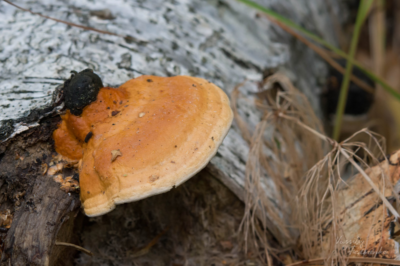 ganoderma_01.jpg