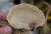 ganoderma_02_t1.jpg