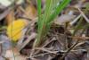 helvella-macropus_01_t1_1.jpg