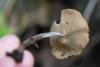 helvella-macropus_02_t1.jpg