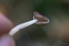 helvella_02_t1.jpg