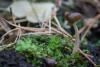 helvella_03_t1.jpg