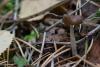 helvella_04_t1.jpg