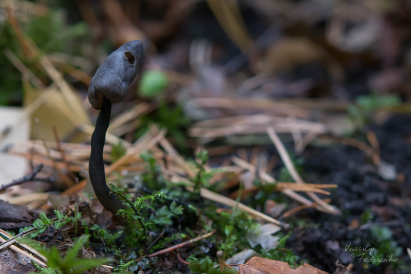 helvella_atra_01.jpg