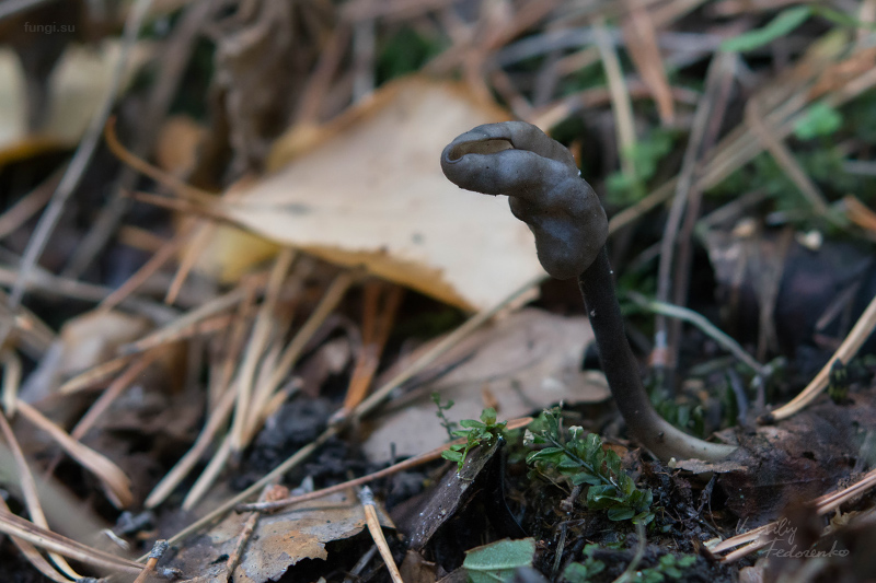 helvella_atra_01_1.jpg