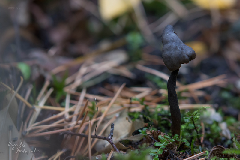 helvella_atra_02.jpg