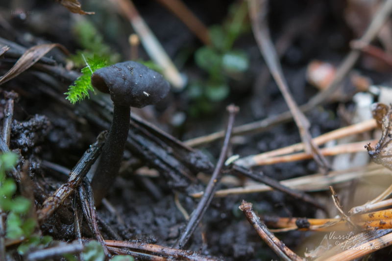 helvella_atra_05.jpg