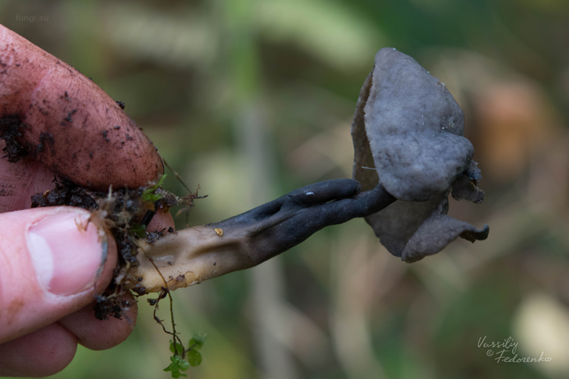 helvella_atra_07.jpg