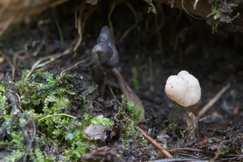 helvella_atra_08.jpg