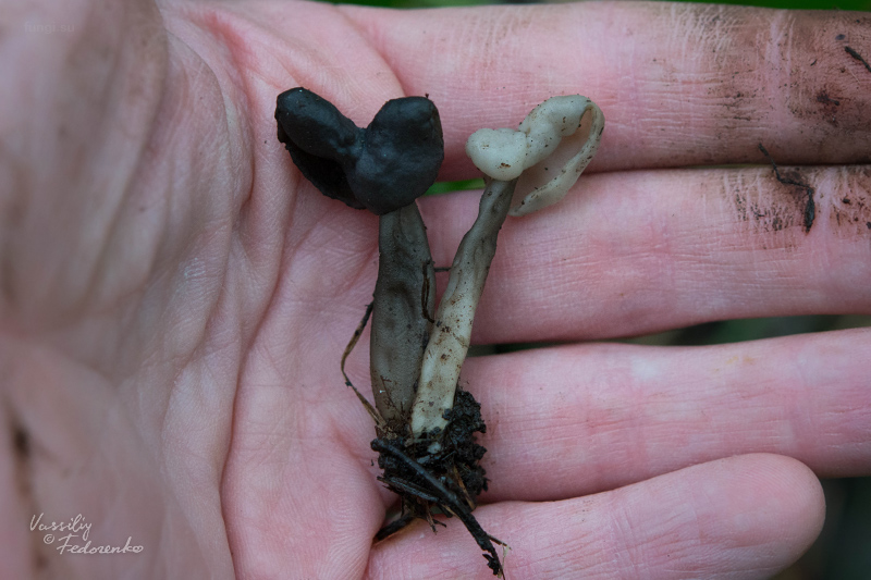 helvella_atra_10.jpg