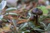 hygrocybe-conica_01_t1.jpg