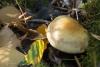 hypholoma_02_t1.jpg