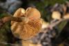 hypholoma_03_t1.jpg