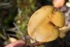 hypholoma_04_t1.jpg