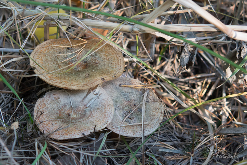 lactarius_01.jpg